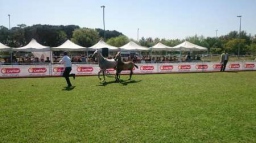 اعلام نتایج نخستین روز جشنواره اسب ترکمن در تهران